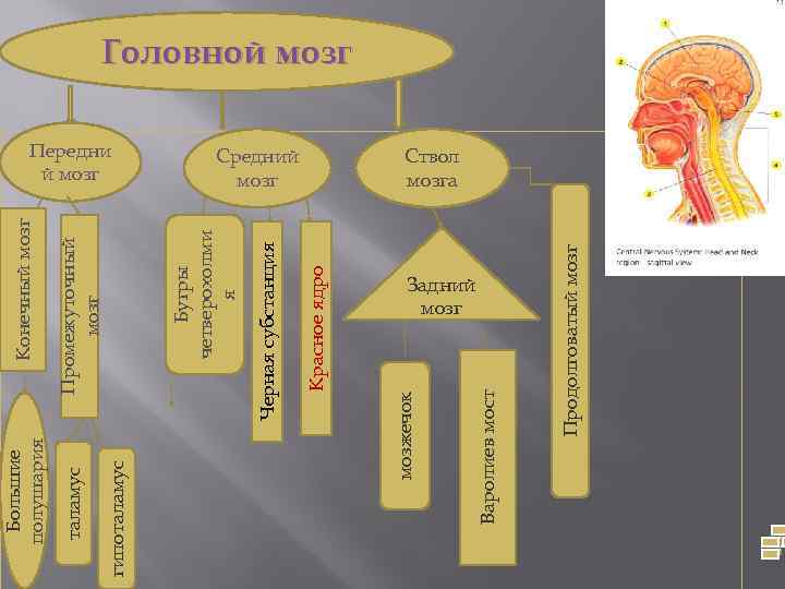 Задний мозг Продолговатый мозг Средний мозг Варолиев мост Красное ядро Черная субстанция Бугры четверохолми