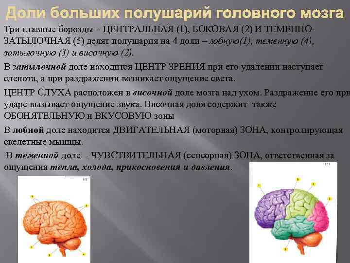 Доли больших полушарий головного мозга Три главные борозды – ЦЕНТРАЛЬНАЯ (1), БОКОВАЯ (2) И