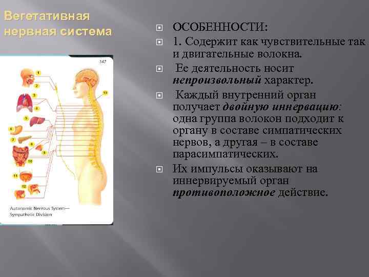 Вегетативная нервная система ОСОБЕННОСТИ: 1. Содержит как чувствительные так и двигательные волокна. Ее деятельность