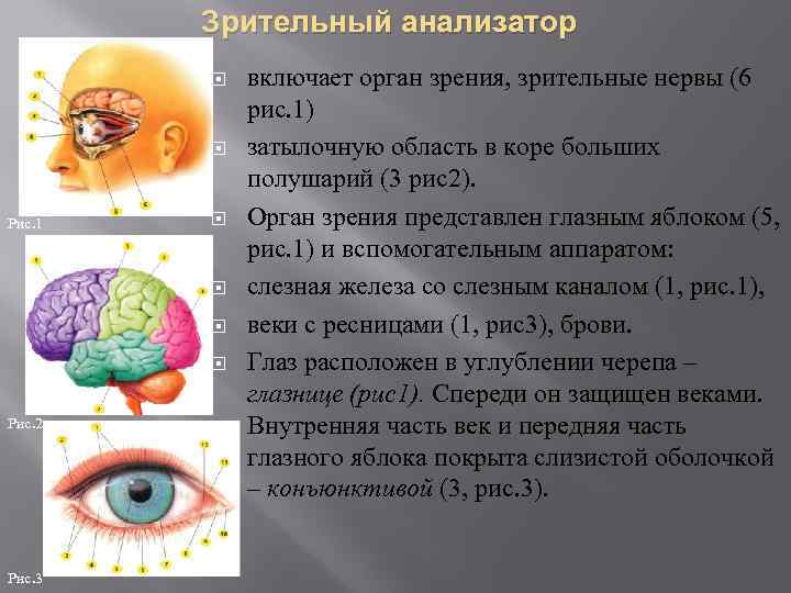 Гигиена зрения и слуха. Зрительный анализатор особенности строения и функции. Анатомия и физиология глаза зрительный анализатор. Функционирование зрительного анализатора. Строение зрительного анализатора.