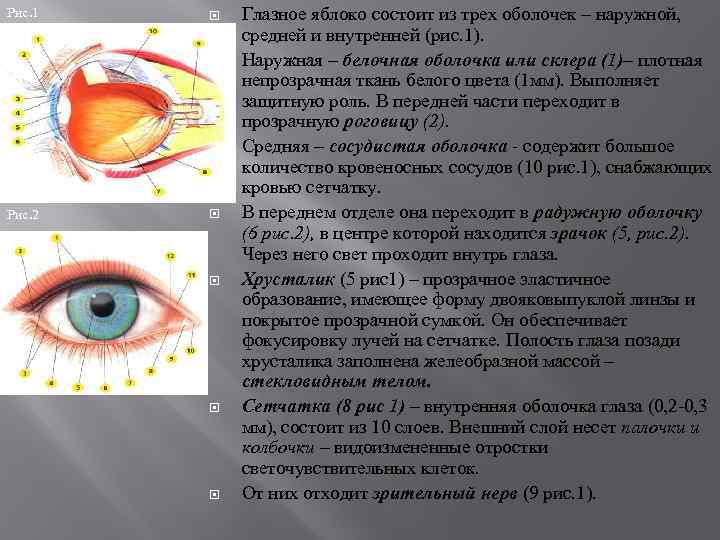 Стенками глазного яблока служат оболочки