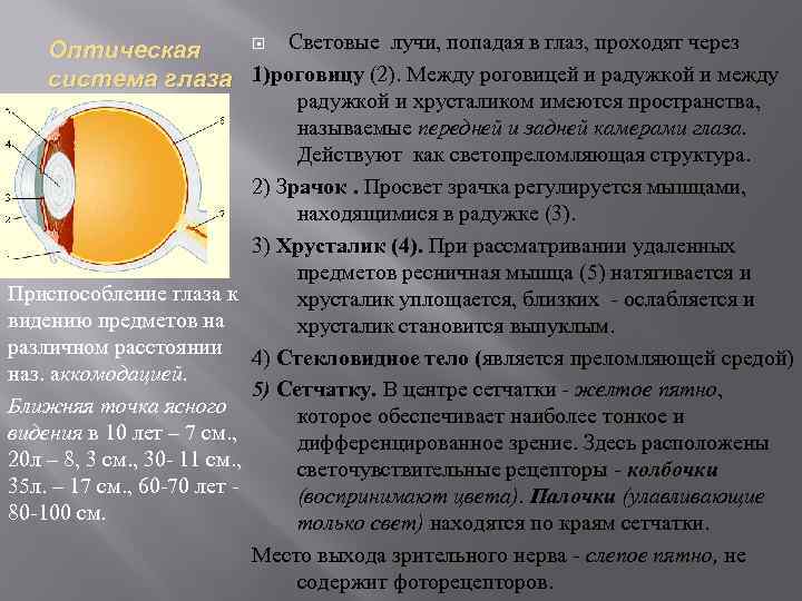 Точка ясного зрения. Зона самого ясного видения предметов в глазу. Световые лучи попадают в глаз. Пространство между роговицей и радужной оболочкой называется. Возрастная анатомия и физиология глаза.