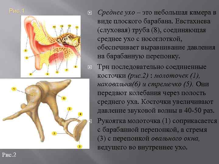 Рис. 1 Рис. 2 Среднее ухо – это небольшая камера в виде плоского барабана.