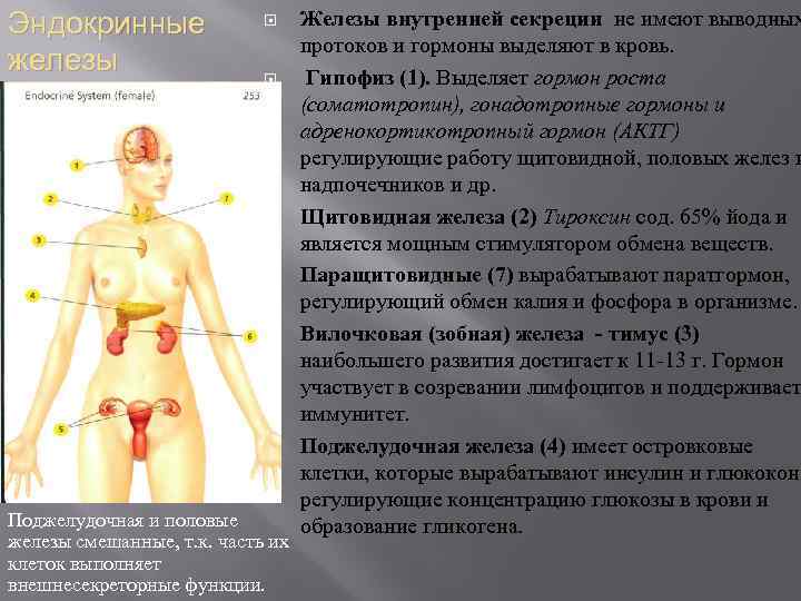 Эндокринные железы Поджелудочная и половые железы смешанные, т. к. часть их клеток выполняет внешнесекреторные