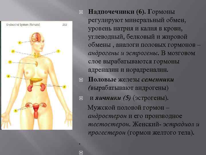 Надпочечники (6). Гормоны регулируют минеральный обмен, уровень натрия и калия в крови, углеводный, белковый