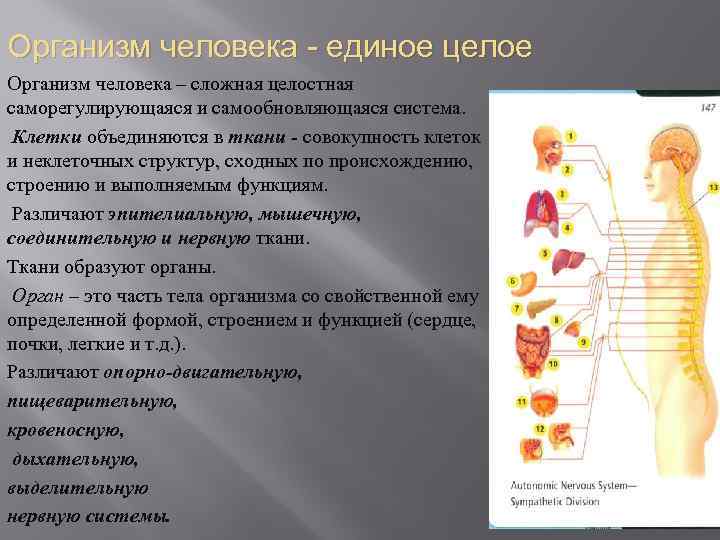 Единый организм. Организм человека целостная система. Организм единое целое. Организм человека- сложная целостная. Сообщение о организме человека.