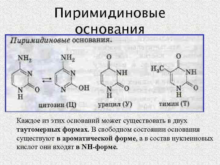 Пиримидиновые основания Каждое из этих оснований может существовать в двух таутомерных формах. В свободном