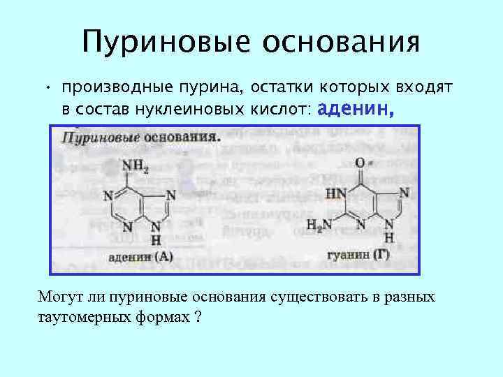 Пуриновые основания • производные пурина, остатки которых входят в состав нуклеиновых кислот: аденин, гуанин.