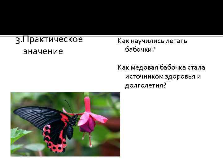 Какая бабочка песня. Раздел зоологии бабочки. Практическое значение бабочек. Раздел зоологии изучающий бабочек. Как научить бабочку летать.