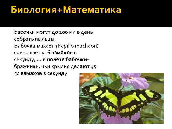 Биология+Математика Бабочки могут до 200 мл в день собрать пыльцы. Бабочка махаон (Papilio machaon)