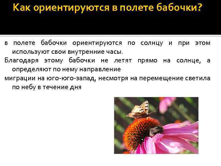 Как ориентируются в полете бабочки? . в полете бабочки ориентируются по солнцу и при