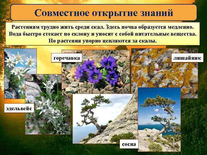Совместное открытие знаний Растениям трудно жить среди скал. Здесь почва образуется медленно. Вода быстро