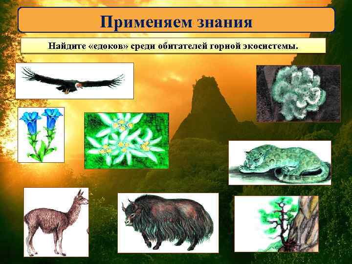 Применяем знания Найдите «едоков» среди обитателей горной экосистемы. 