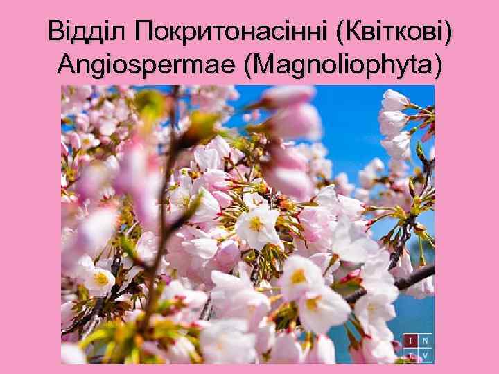 Відділ Покритонасінні (Квіткові) Angiospermae (Magnoliophyta) 