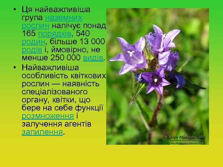  • Ця найважливіша група наземних рослин налічує понад 165 порядків, 540 родин, більше