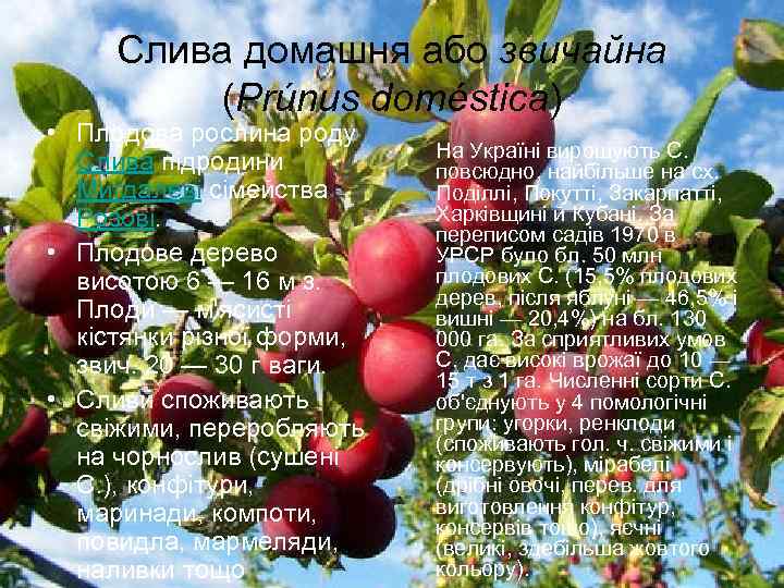 Слива домашня або звичайна (Prúnus doméstica) • Плодова рослина роду Слива підродини Мигдалеві сімейства