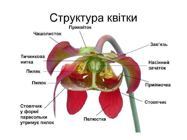 Структура квітки 