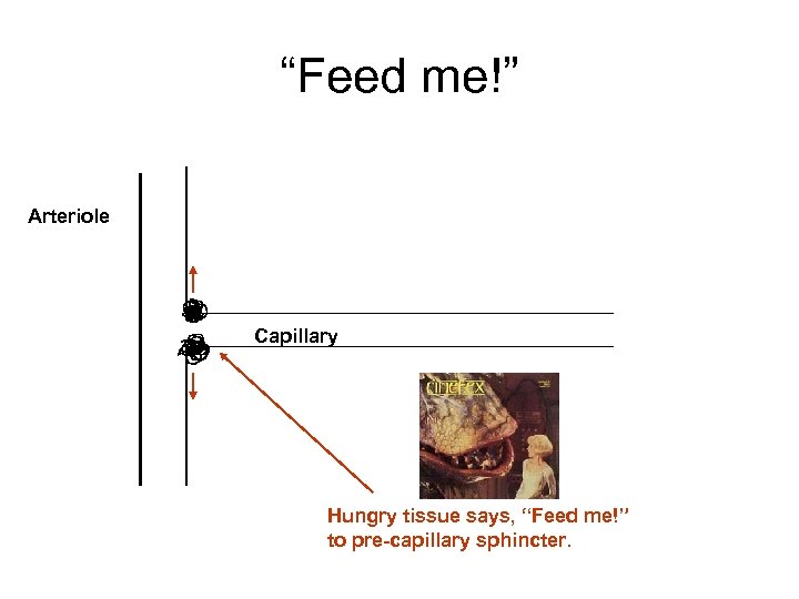 “Feed me!” Arteriole Capillary Hungry tissue says, “Feed me!” to pre-capillary sphincter. 