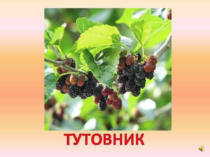 ТУТОВНИК 