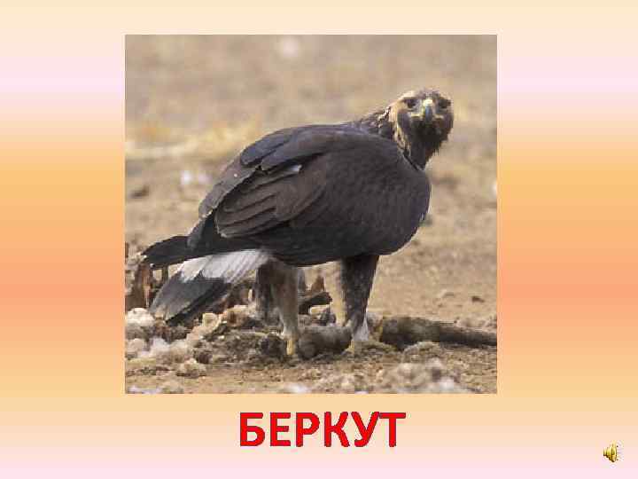 БЕРКУТ 