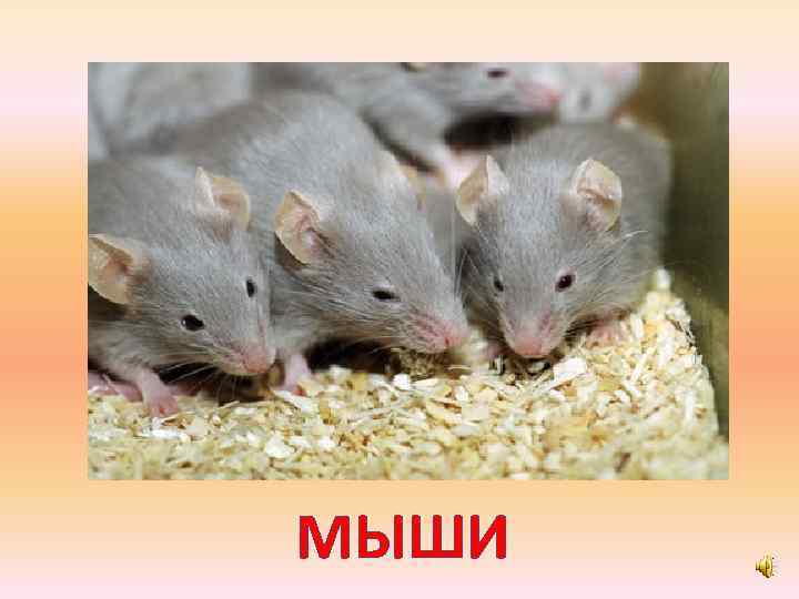 МЫШИ 