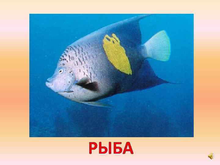 РЫБА 