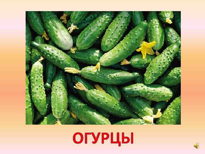 ОГУРЦЫ 