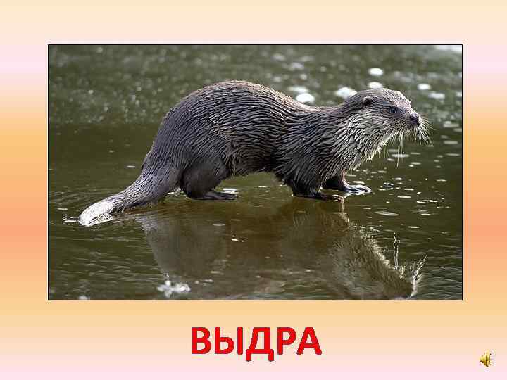 ВЫДРА 