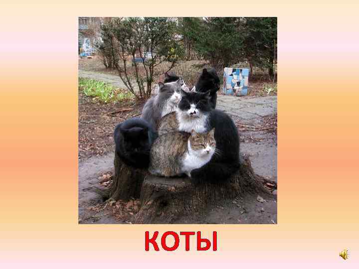 КОТЫ 