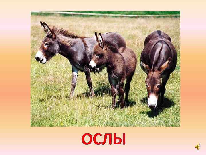 ОСЛЫ 