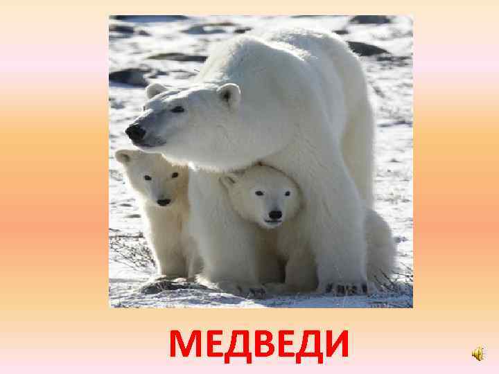 МЕДВЕДИ 