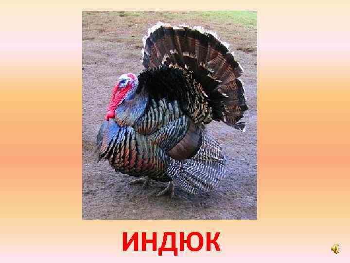 ИНДЮК 
