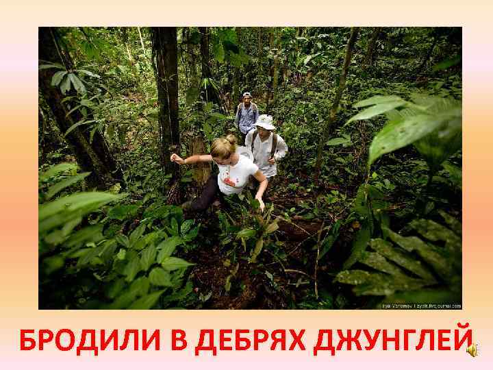 БРОДИЛИ В ДЕБРЯХ ДЖУНГЛЕЙ 
