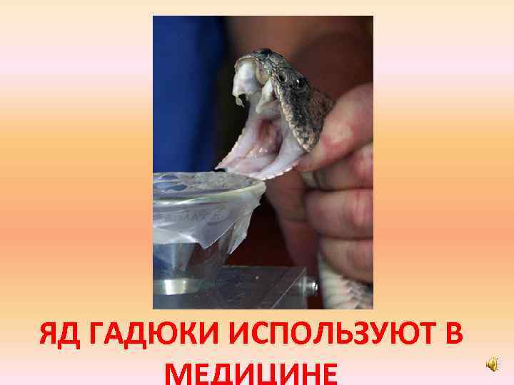 ЯД ГАДЮКИ ИСПОЛЬЗУЮТ В МЕДИЦИНЕ 