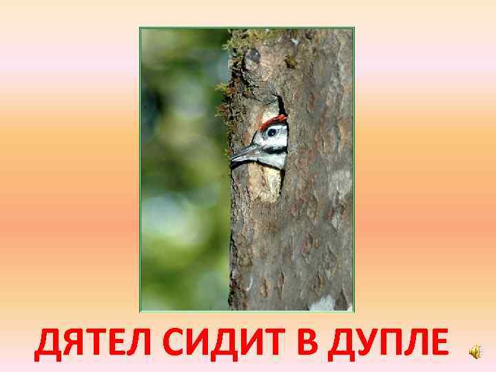 ДЯТЕЛ СИДИТ В ДУПЛЕ 