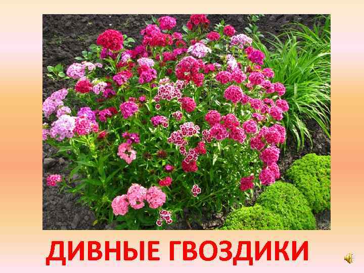 ДИВНЫЕ ГВОЗДИКИ 