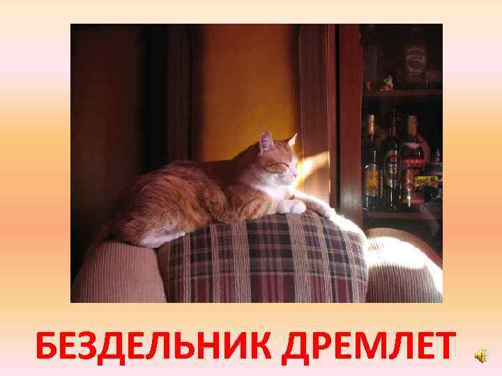 БЕЗДЕЛЬНИК ДРЕМЛЕТ 