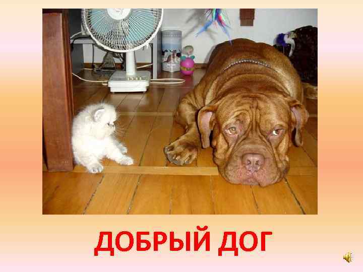 ДОБРЫЙ ДОГ 