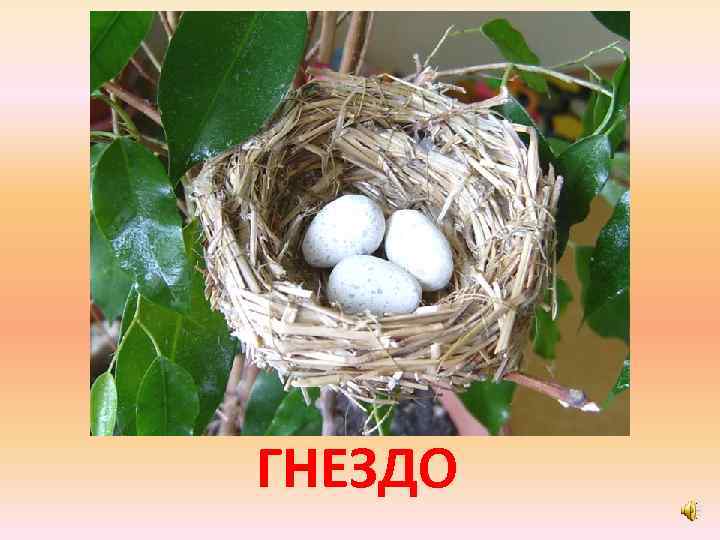 ГНЕЗДО 