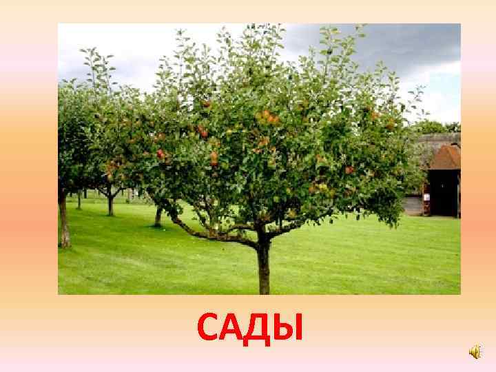 САДЫ 