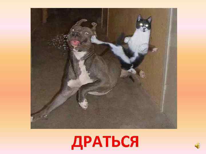 ДРАТЬСЯ 