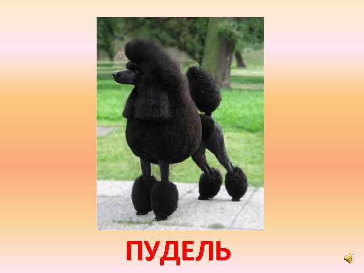 ПУДЕЛЬ 