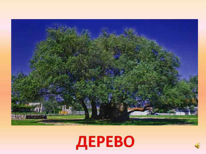 ДЕРЕВО 