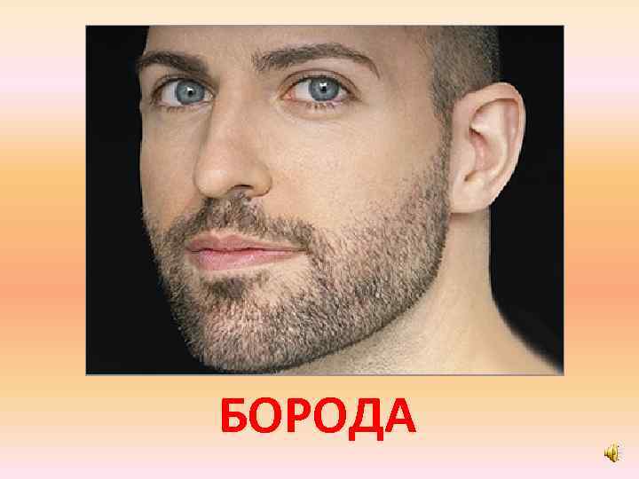 БОРОДА 