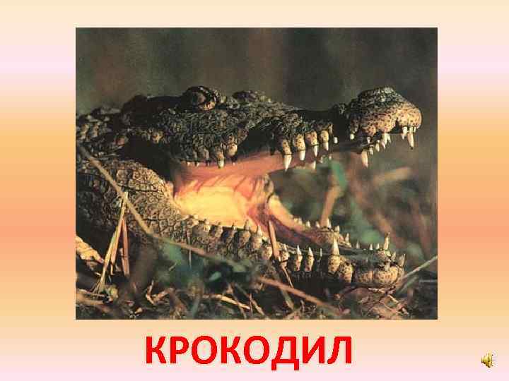 КРОКОДИЛ 