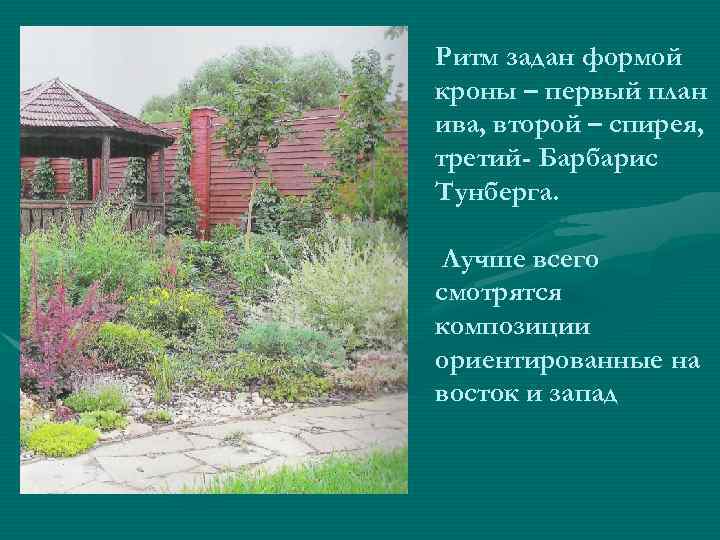 Ритм задан формой кроны – первый план ива, второй – спирея, третий- Барбарис Тунберга.