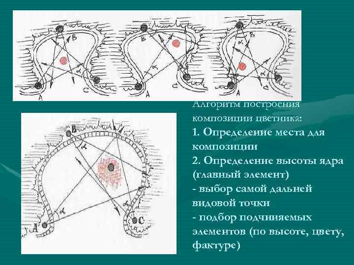 Алгоритм построения композиции цветника: 1. Определение места для композиции 2. Определение высоты ядра (главный