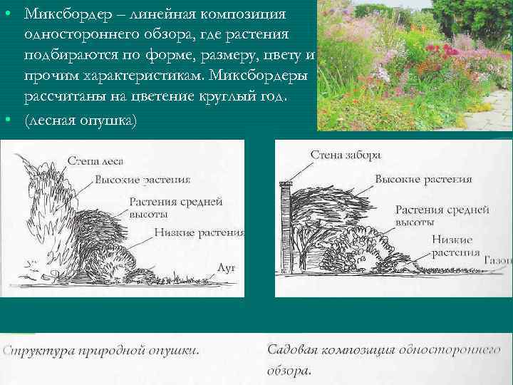  • Миксбордер – линейная композиция одностороннего обзора, где растения подбираются по форме, размеру,