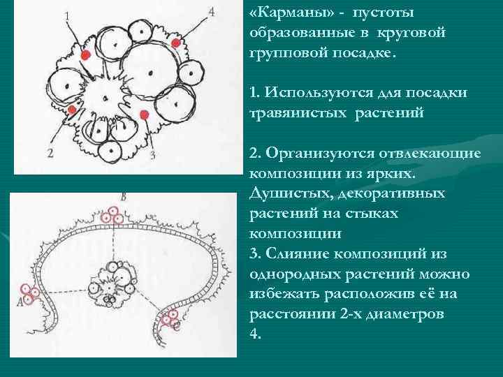  «Карманы» - пустоты образованные в круговой групповой посадке. 1. Используются для посадки травянистых