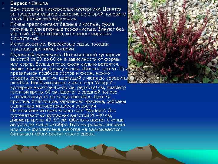  • • • Вереск / Calluna Вечнозеленые низкорослые кустарники. Ценятся за продолжительное цветение